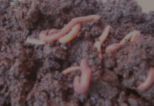 Low-Cost Vermicompost Instead of Inorganic Fertilizers | Hear from Small Farmers in the Kanha-Pench Corridor vermicompost