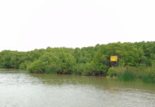 Mangroves, The Neglected Primary Responders For Tropical Storms