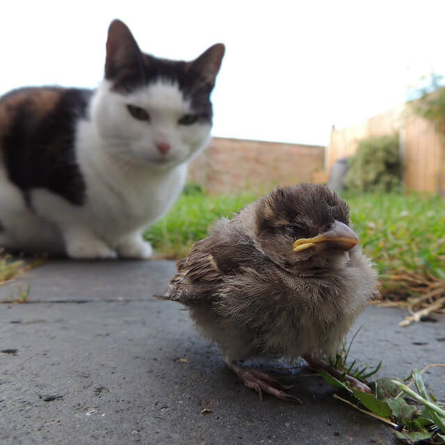 Sparrow Hunted by Cat