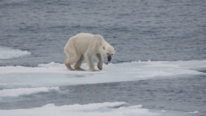 Endangered arctic Starving Polar Bear thin