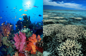 Great Barrier Reef Coral Bleaching before and after