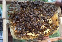 Tapping the Buzz of Bee-keeping in the Nilgiris