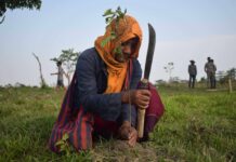 Seeking Rural Futures in the Northeast by Rethinking ‘Development vs Forests’