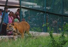 Caged and Cramped Animals, Pandemic-Hit Revenues: Why Does India Still Have Zoos?