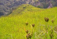 Can Uttarakhand’s Push for GI Tags Revive its Traditional Crops?