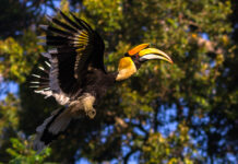 Revival of Endangered Species Habitats Reflects Nagaland’s Commitment to Biodiversity Conservation