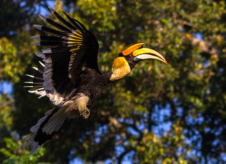 Revival of Endangered Species Habitats Reflects Nagaland’s Commitment to Biodiversity Conservation